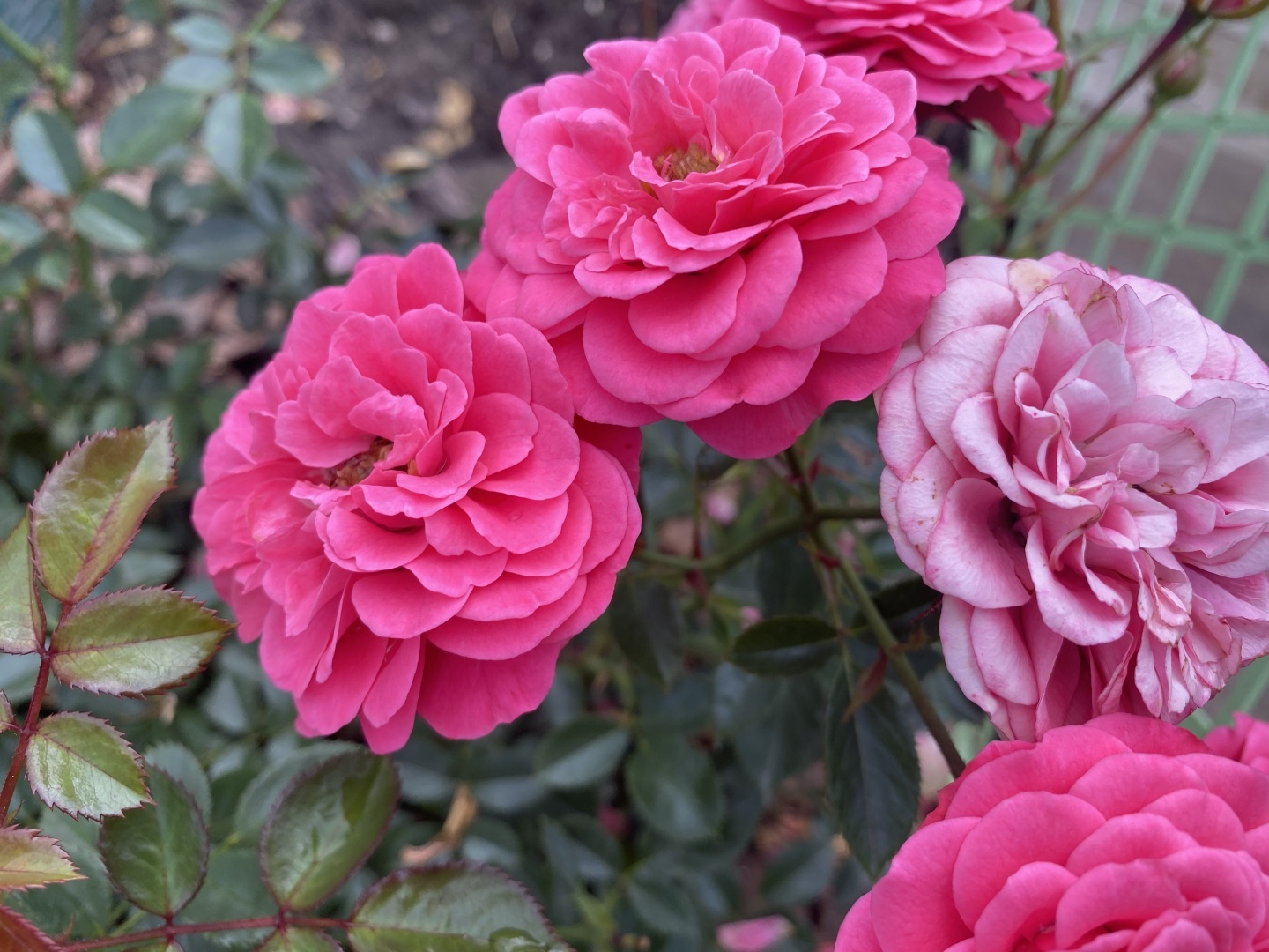 О чем мы сейчас помним, работая В ЦВЕТНИКЕ?