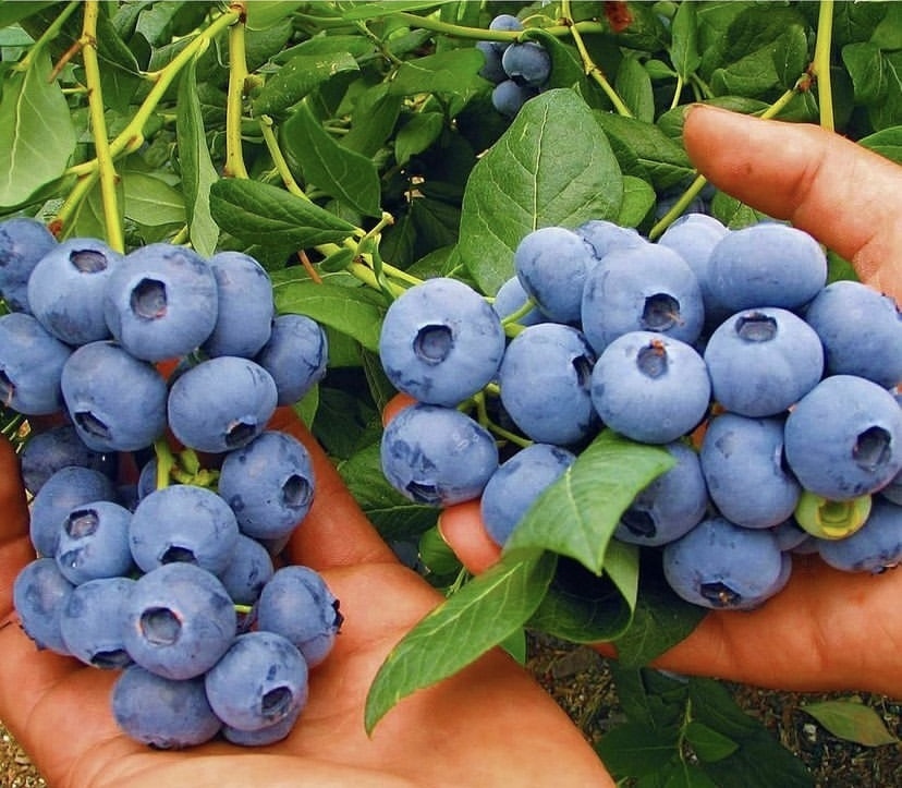 Полив огородных культур в жару