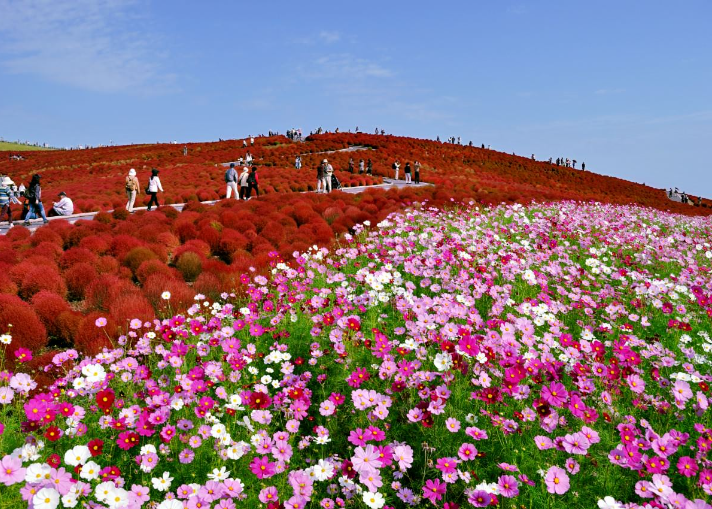 Открывая Чудеса Природы: Исследование Национального Приморского Парка Хитачи.