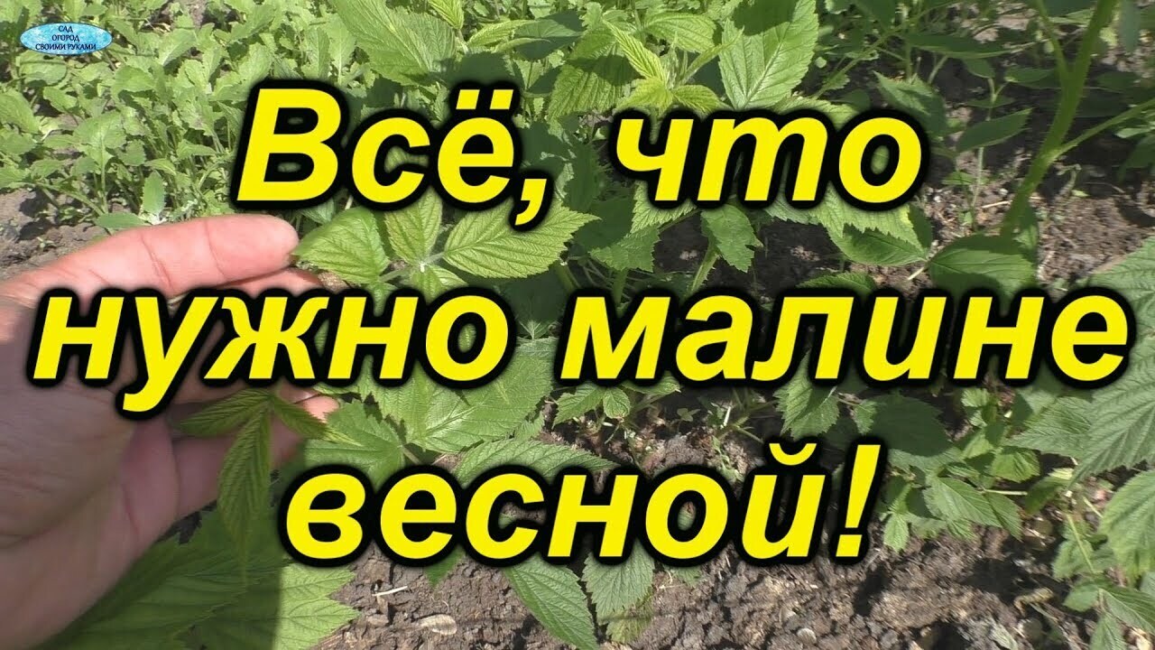 Чем удобрять малину весной?