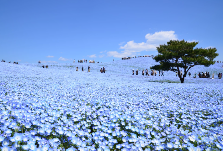 Открывая Чудеса Природы: Исследование Национального Приморского Парка Хитачи.
