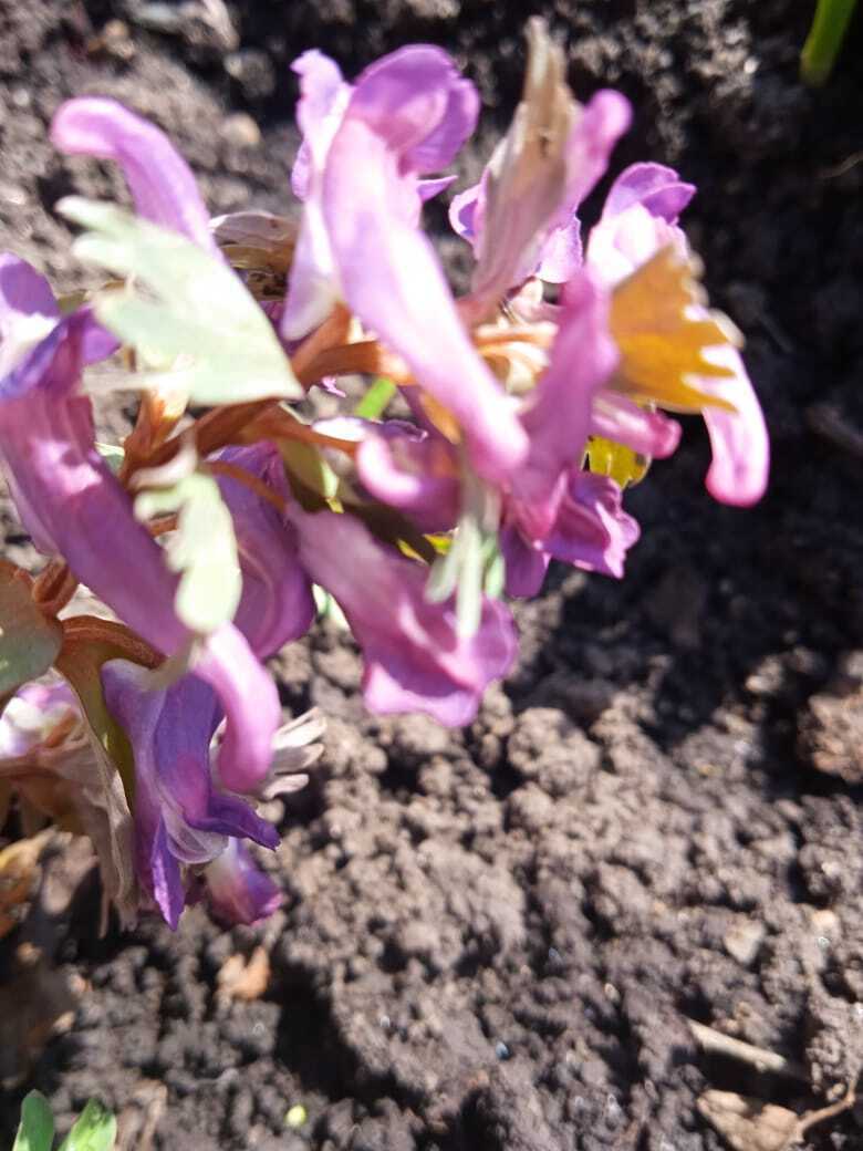 Как я провела первые апрельские выходные: чем занималась дома и на даче. Мои фотографии