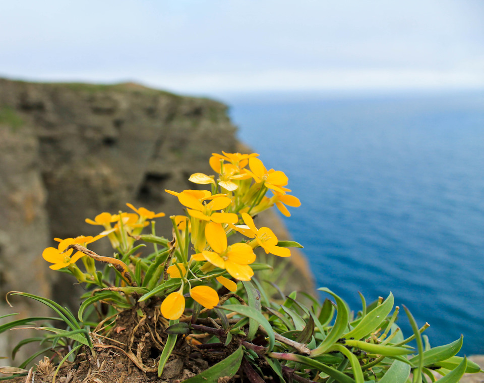 Русский-история с географией.