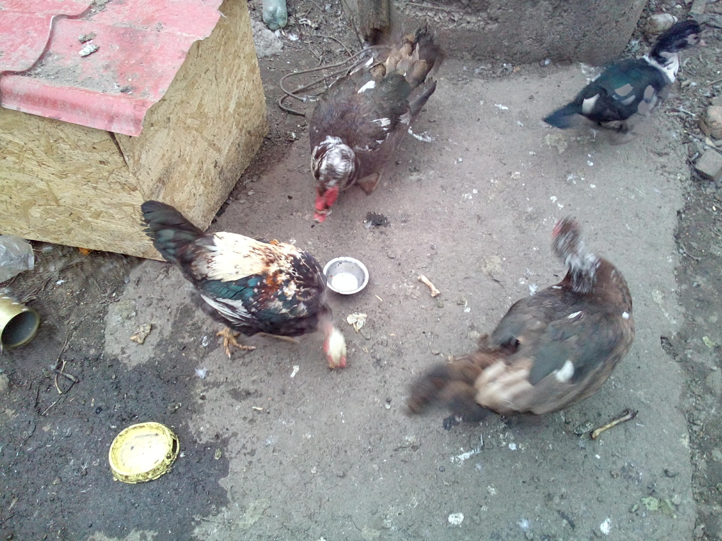 Как я спас петуха от своих же сородичей. Или чужой среди своих.А свой среди чужих.