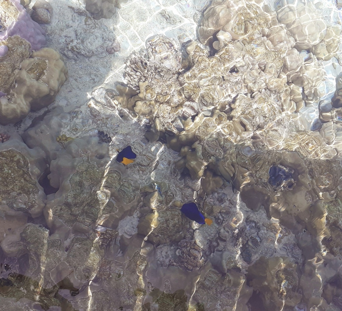 Как на меня напала рыба-хирург. Правильное лечение - личный опыт.