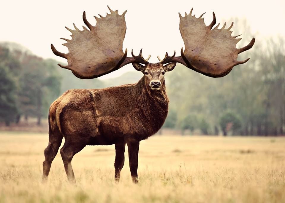 "Ирландия когда-то была домом для оленей с огромными рогами длиной до 12 футов!"