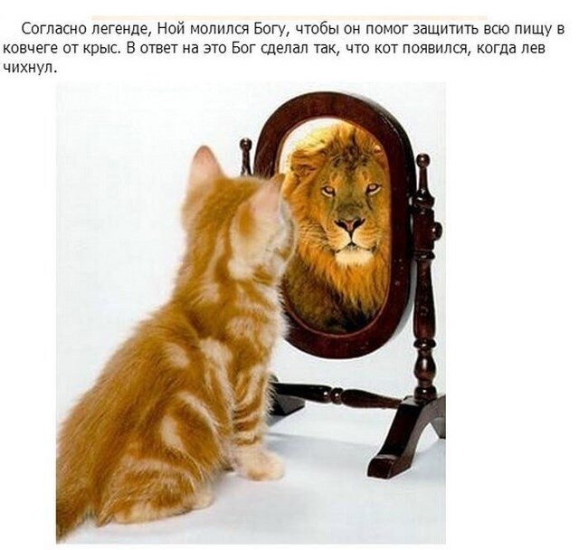 Мифы и легенды о происхождении кошек