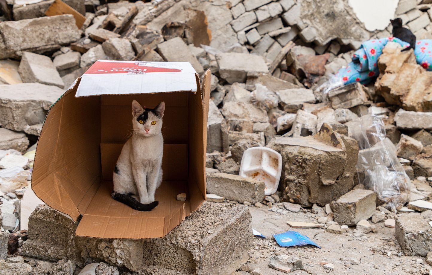 Рак, землетрясение... У кошек есть шестое чувство, чтобы обнаружить их раньше нас!