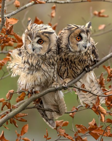 Фотографии животных, которые привлекают внимание