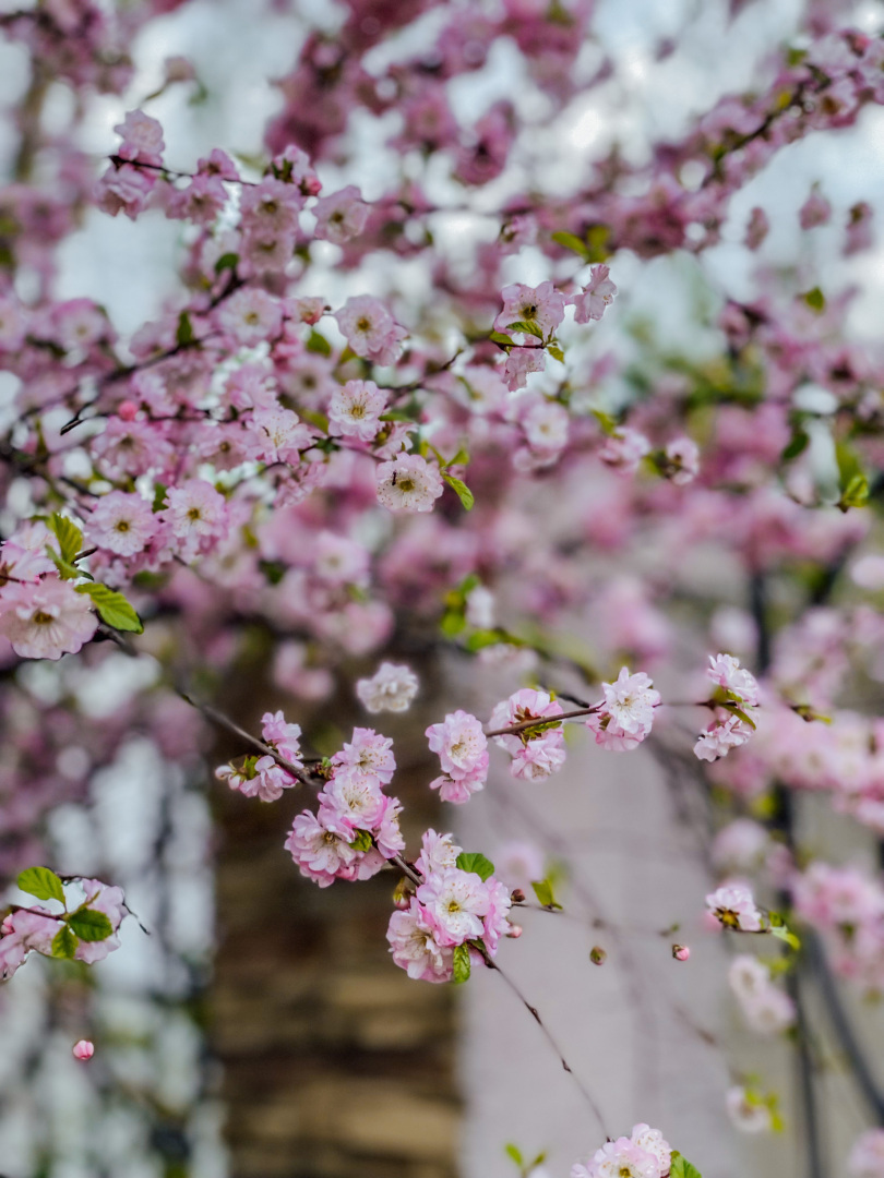 Уход за купленной земляникой