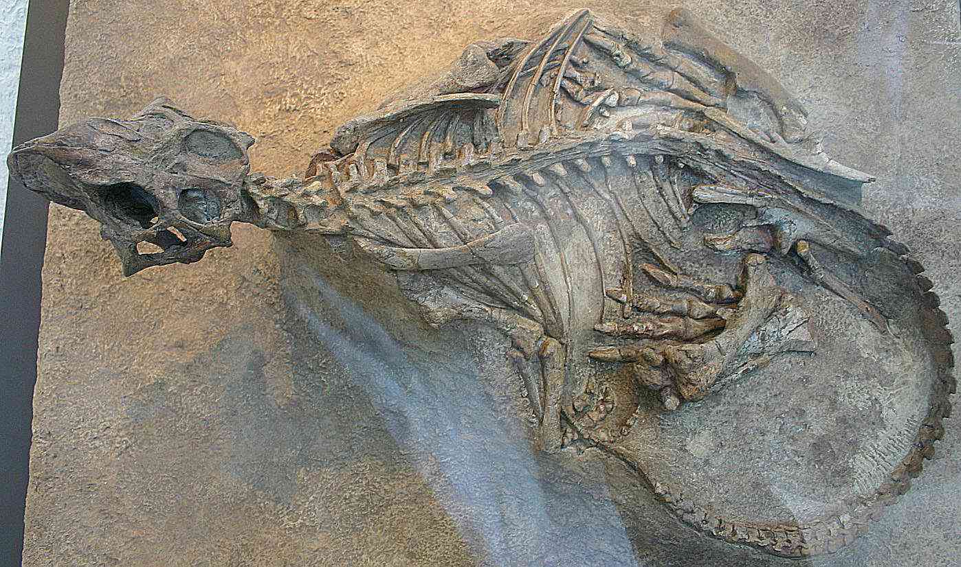 "Фоссилизированный "китайский дракон", возрастом 240 миллионов лет, раскрывает наличие 32 отдельных позвонков шеи".