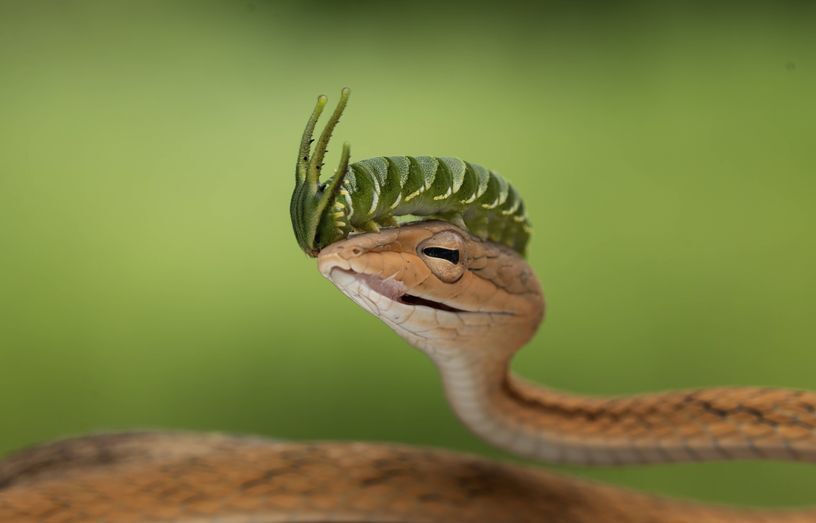 Фотографии животных, которые привлекают внимание