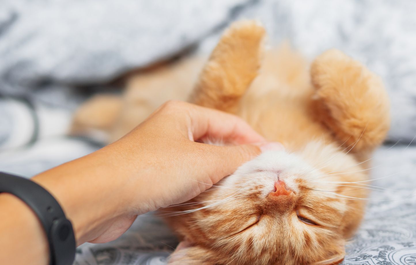 Почему кошки так много спят?