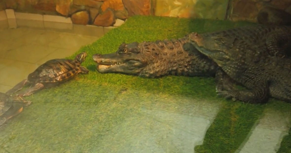 Зоопарк в Омске. 12 лет "на том же месте"!!!