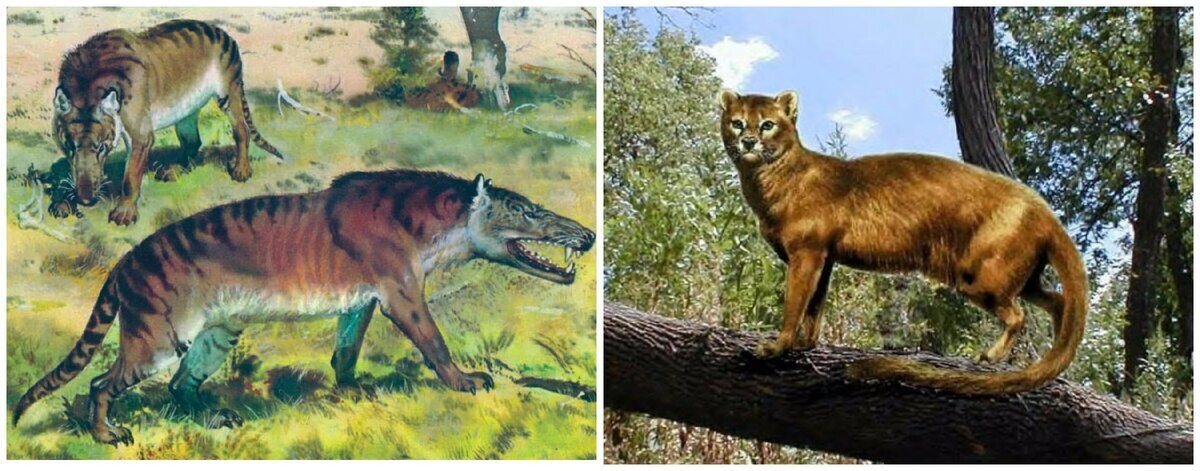 Мифы и легенды о происхождении кошек