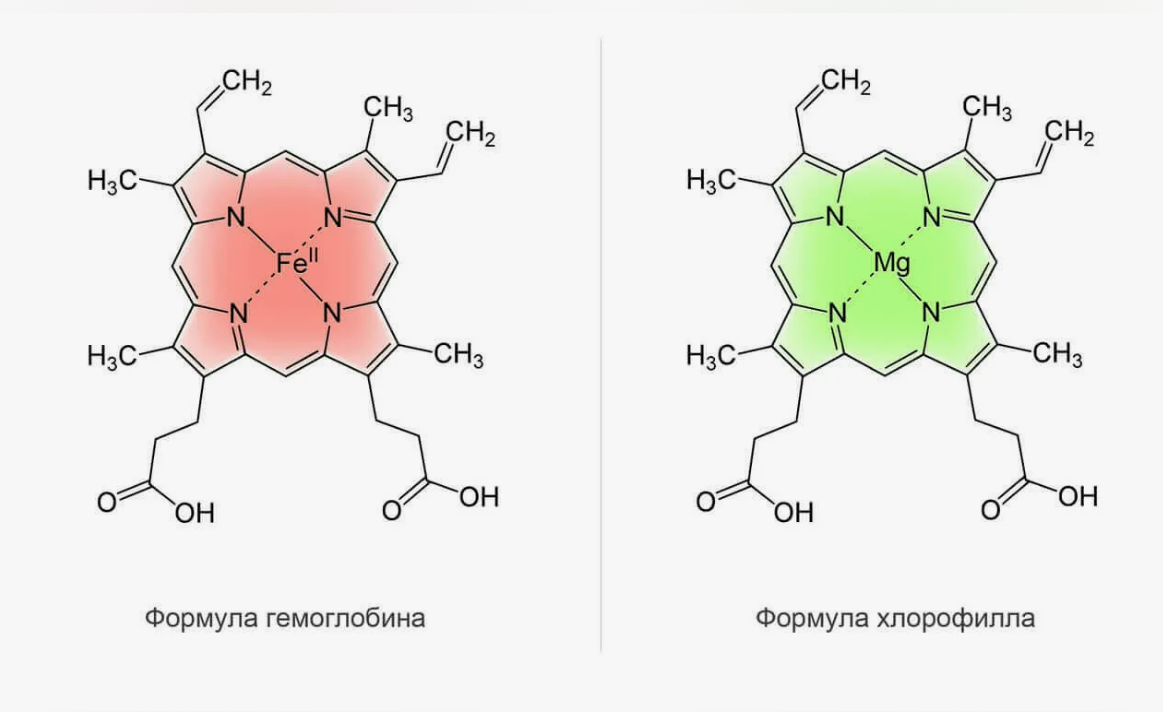 Что общего между человеком и растениями?