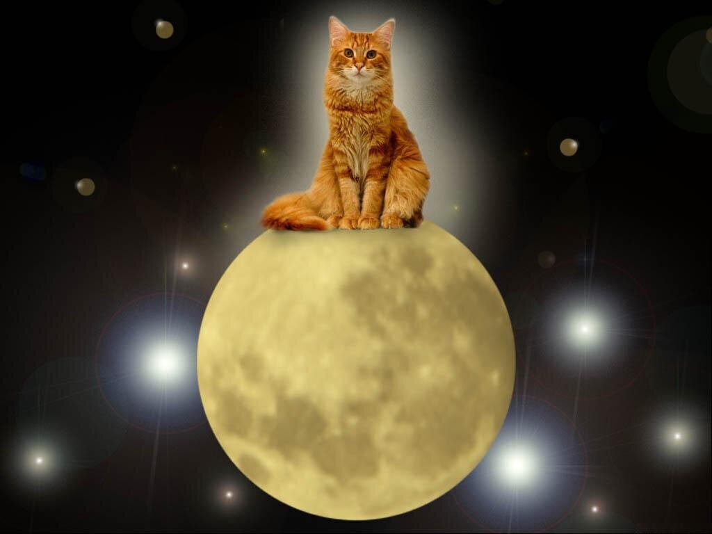 Мифы и легенды о происхождении кошек