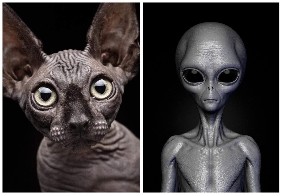 Мифы и легенды о происхождении кошек