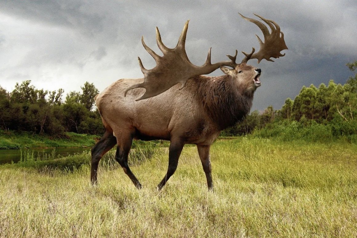 "Ирландия когда-то была домом для оленей с огромными рогами длиной до 12 футов!"