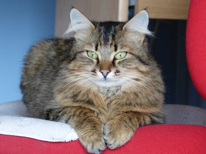 Способны ли кошки чувствовать душевную или физическую боль человека?