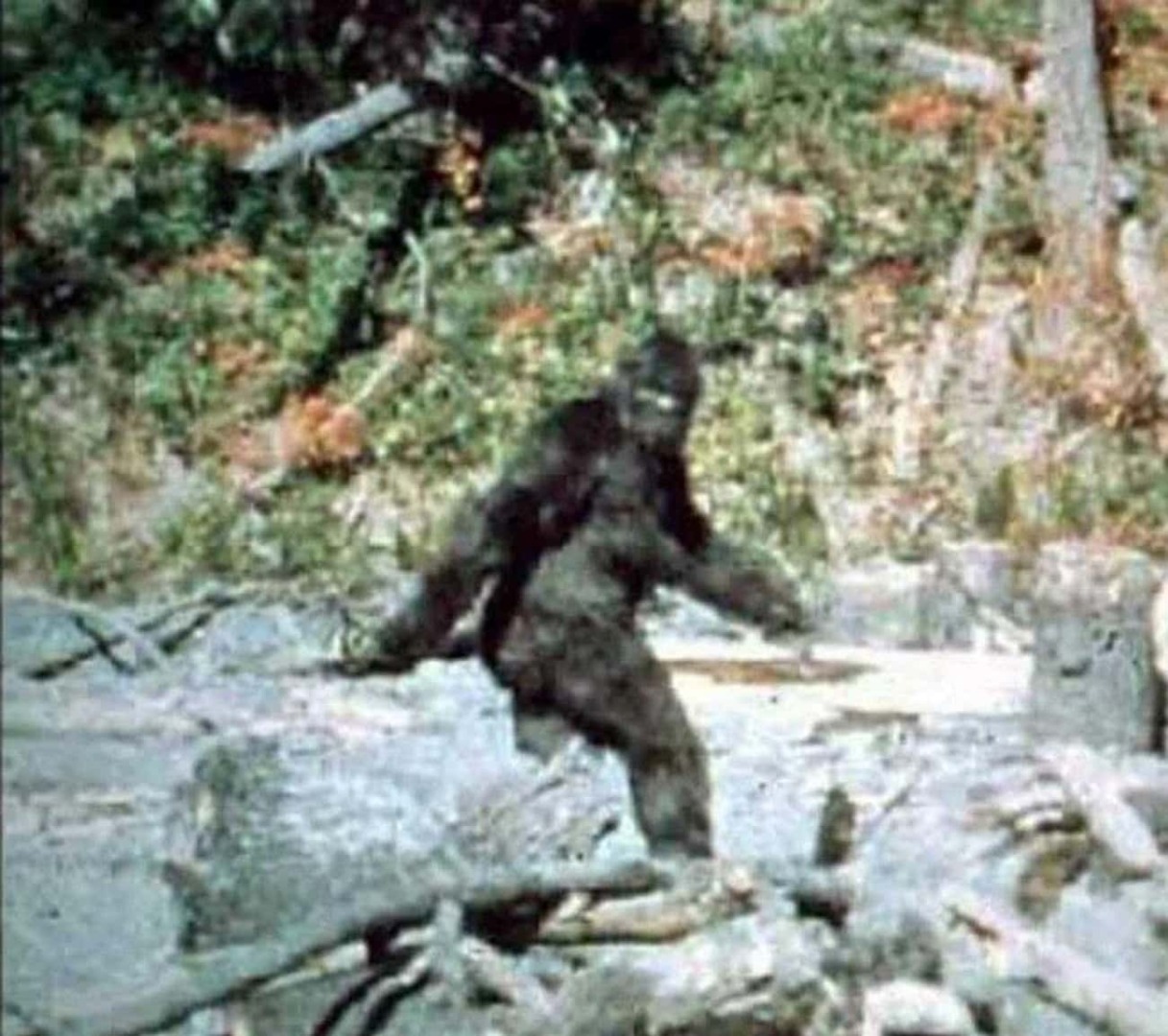 Снежный человек - реальность или подделка