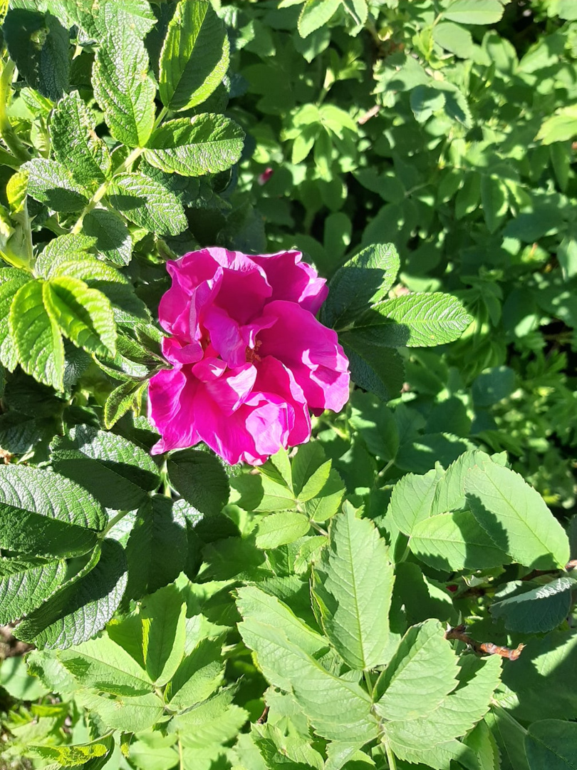 Мои прогулки по набережной имени Александра Зрячева. Прекрасные закаты, Белое море и набережная в разное время года.