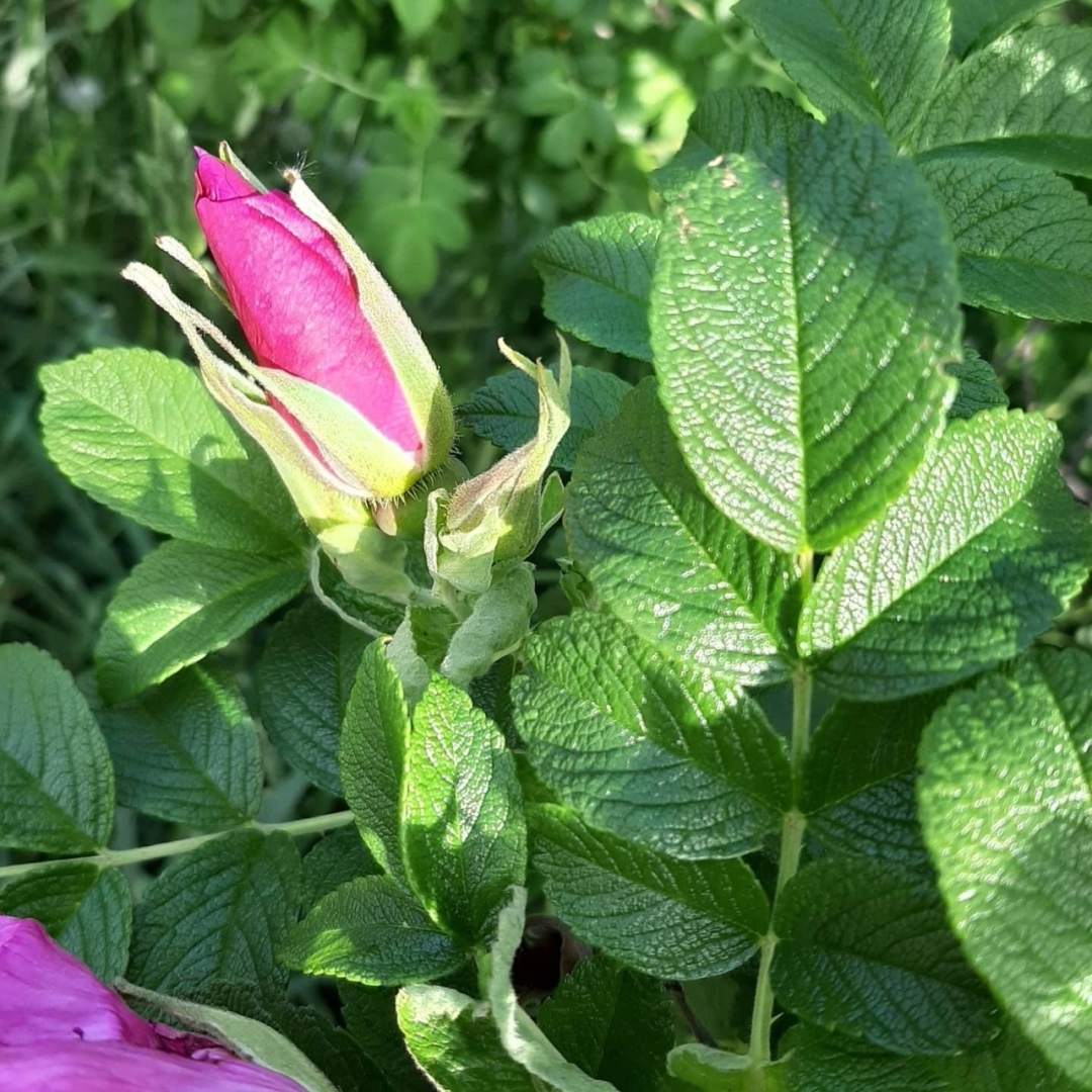 Мои прогулки по набережной имени Александра Зрячева. Прекрасные закаты, Белое море и набережная в разное время года.