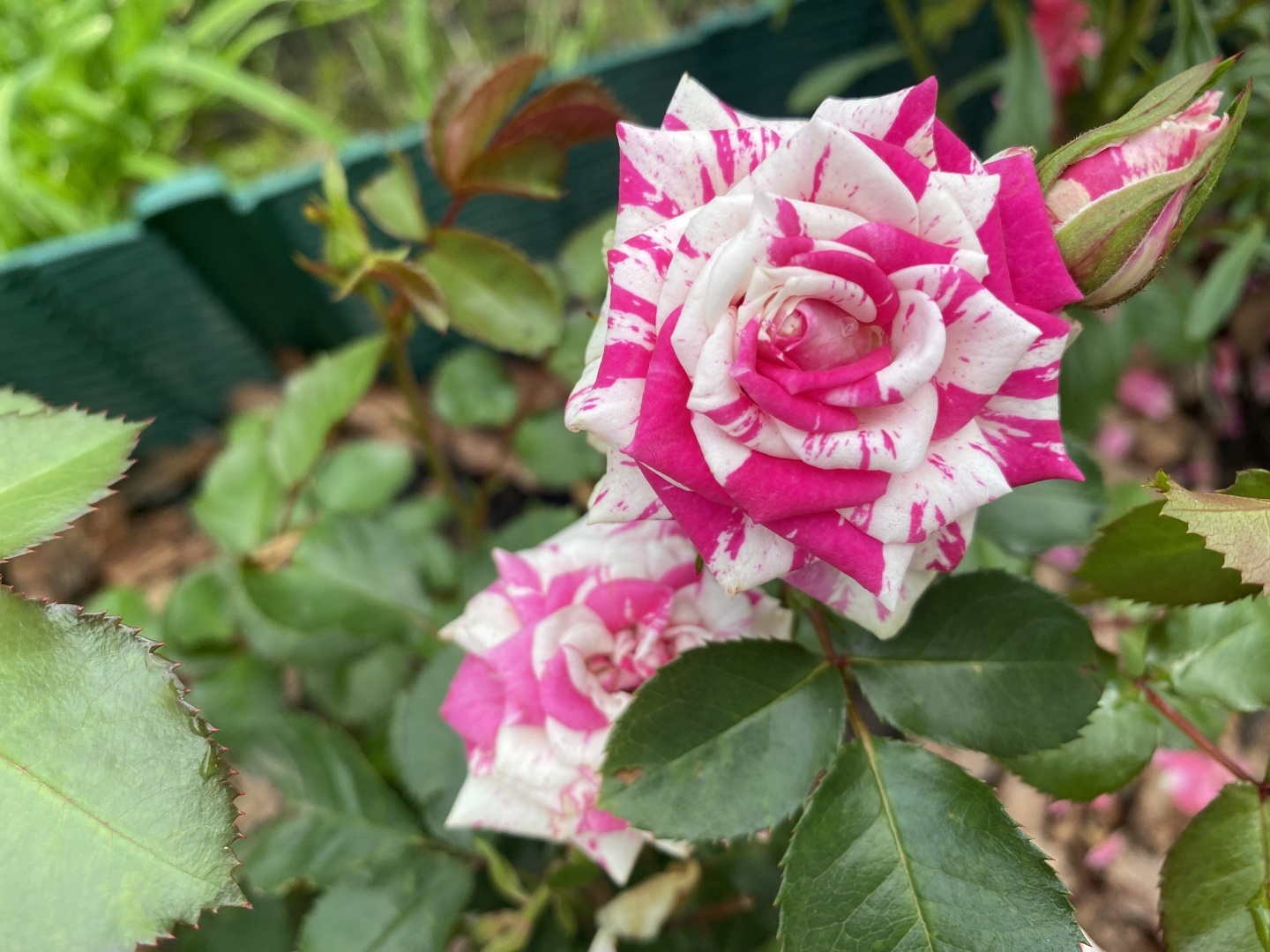 Работы в цветнике, саду и грядках в июле