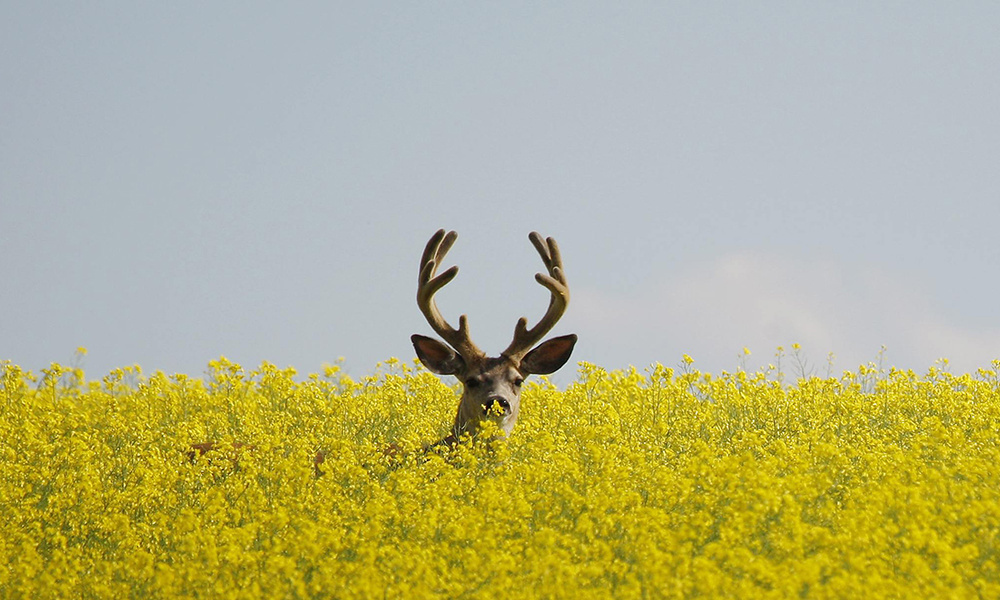 Какие животные сейчас лакомятся тем, что было основным продуктом питания крестьян средневековой Европы?