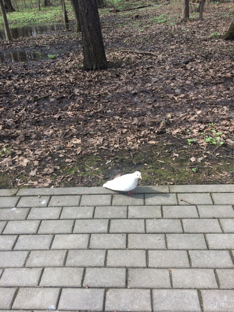 Весенний привет всем, кто, как и я, любит весну...