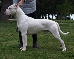 5 пород собак, которых "обычному человеку" не стоит заводить