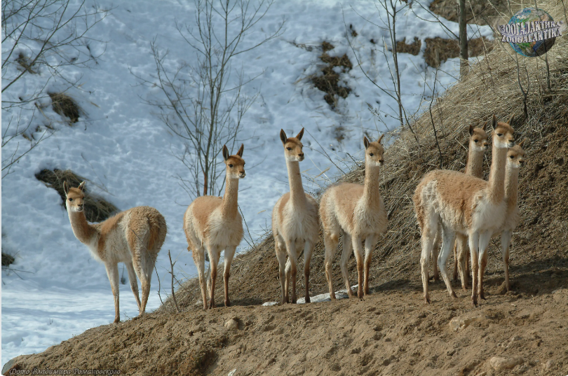 Викунья носит тончайшую шерсть.