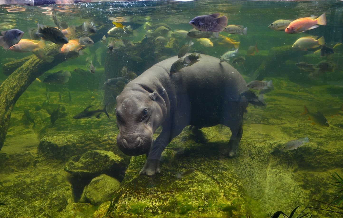 5 вещей, которые нужно знать о карликовом бегемоте