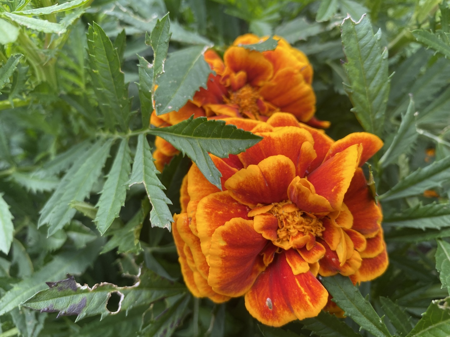 Работы в цветнике, саду и грядках в июле