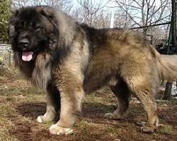 5 пород собак, которых "обычному человеку" не стоит заводить