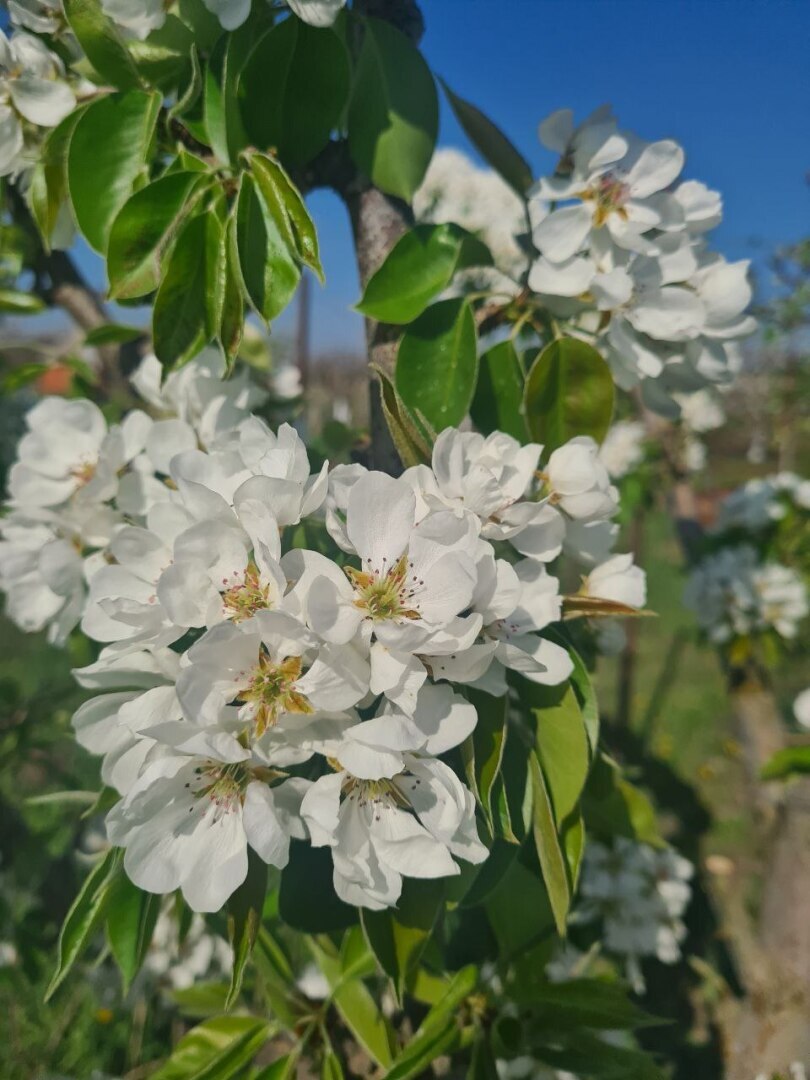 Сделали шпалеру для огурцов