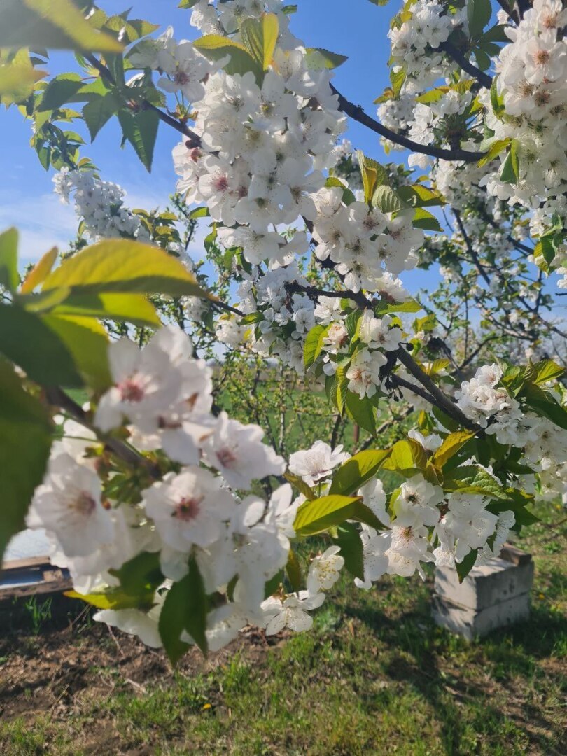 Сделали шпалеру для огурцов