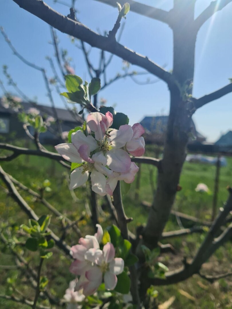 Сделали шпалеру для огурцов