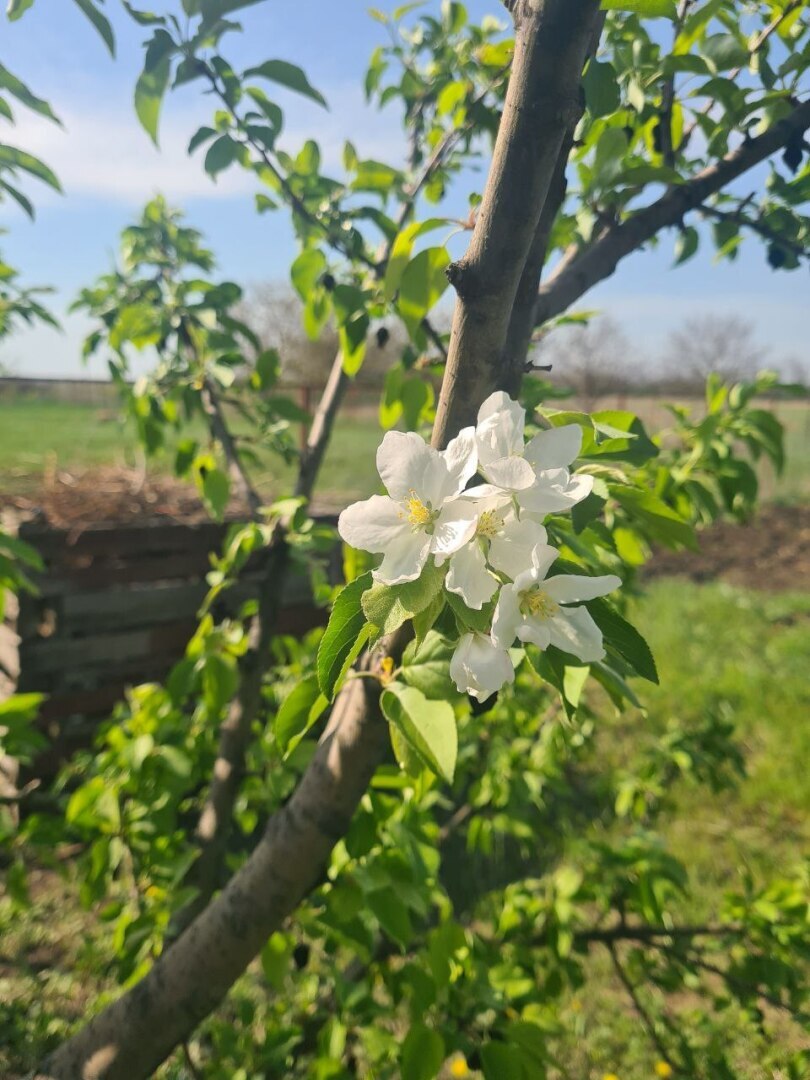 Сделали шпалеру для огурцов