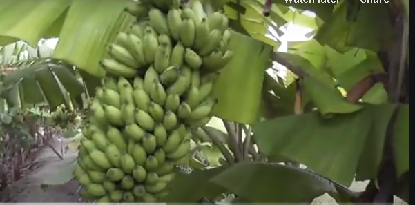 "Бананы: Природные Фрукты с Легким Отливом Радиации"