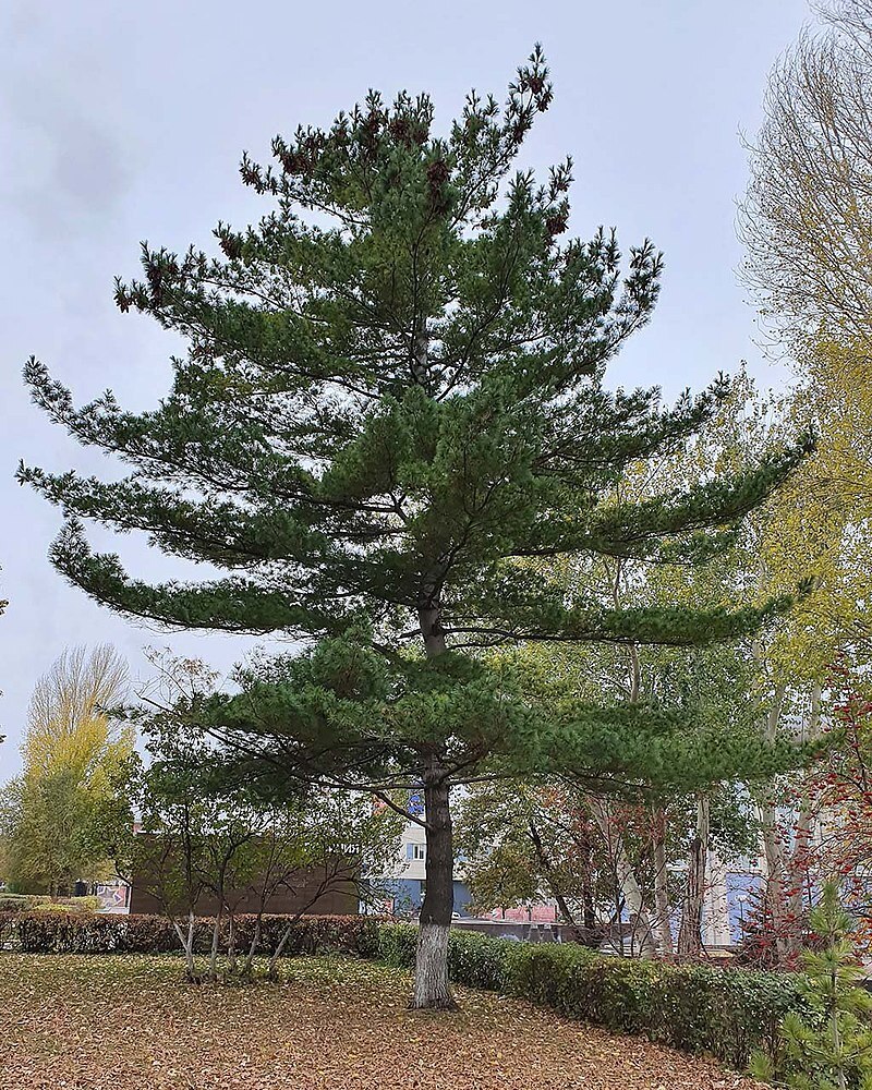 Набор для выращивания сосны Веймутова из семян. Надо приготовить семена сей сосны к проращиванию и к посадке. Сделал. Посадил. Жду.