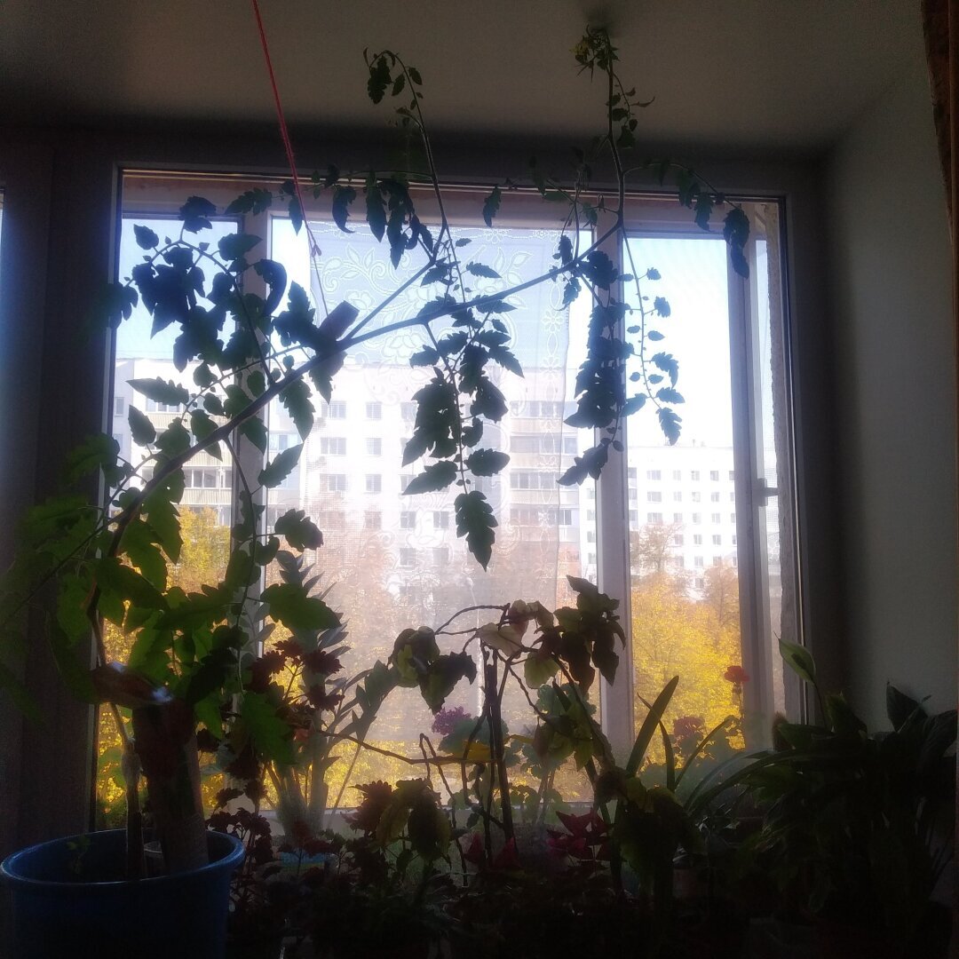 Нет огорода? Не беда: как я вырастила помидорки дома и сколько урожая получилось