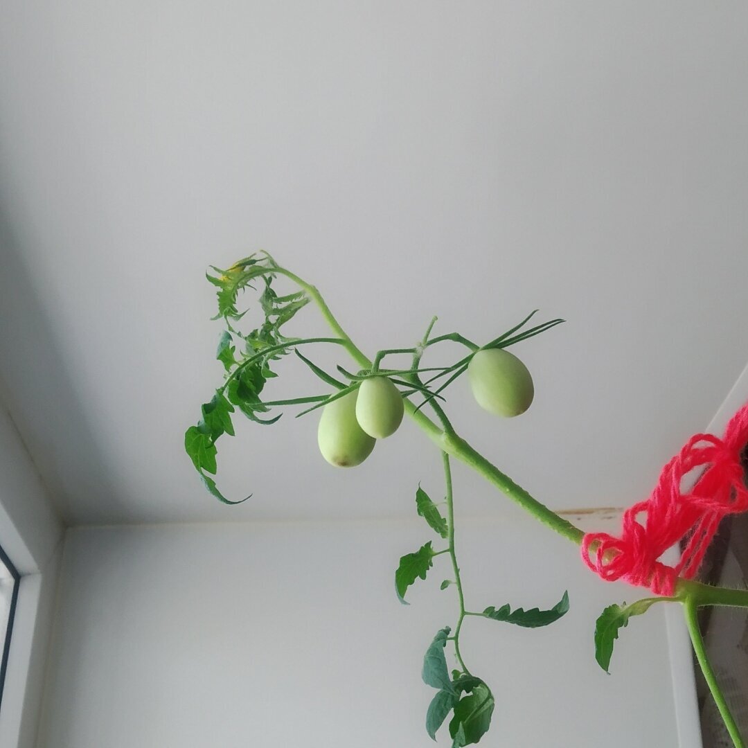 Нет огорода? Не беда: как я вырастила помидорки дома и сколько урожая получилось