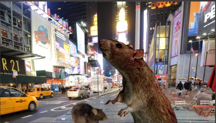 Нью-Йорк под угрозой: Как крысы захватывают город