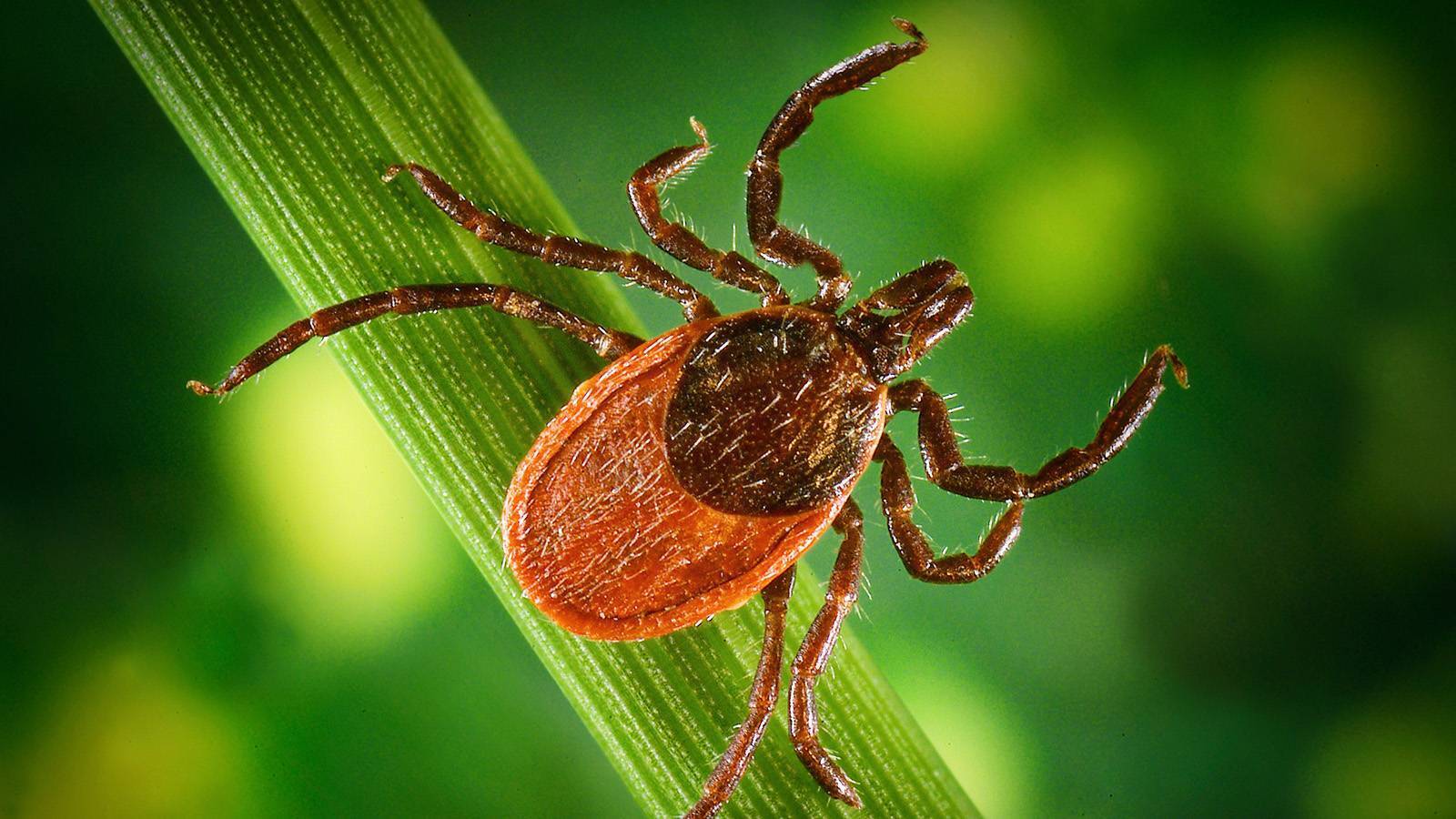 Клещи не пугливы и проползут куда угодно