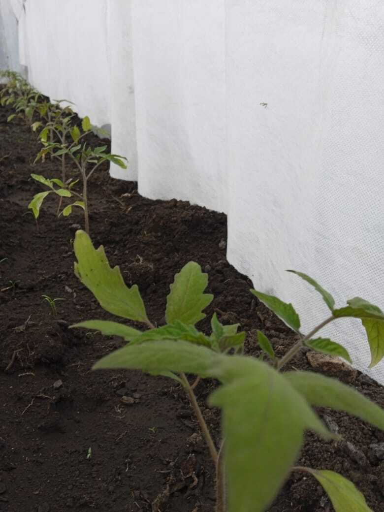 Апрельские выходные на даче: мои новые покупки - саженцы клубники Гигантелла Максим с размером ягод до 100 гр., колоновидные черешни