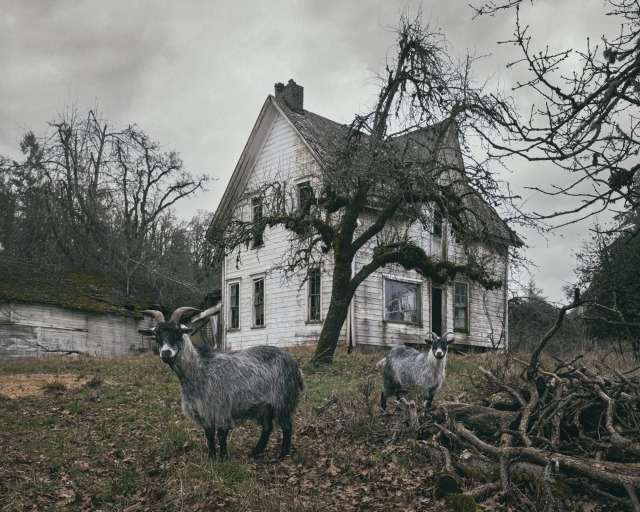 Реформа в земельном праве и изъятие земельных участков, заброшенных недобросовестными хозяевами в 2024 году