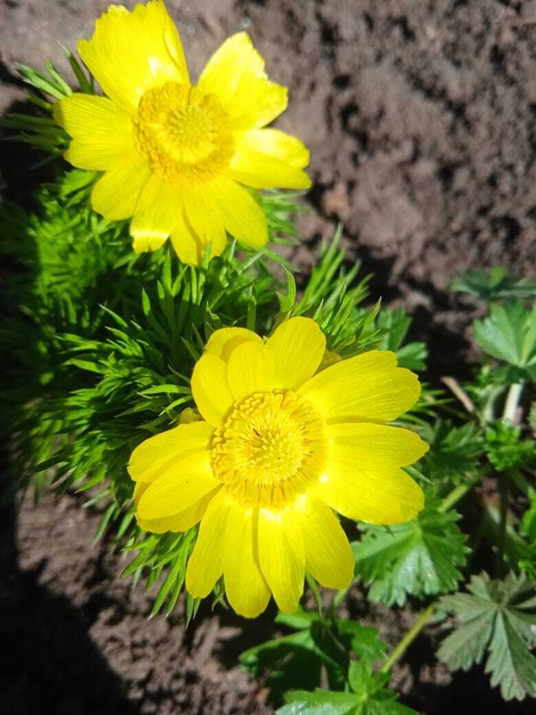 Апрельские выходные на даче: мои новые покупки - саженцы клубники Гигантелла Максим с размером ягод до 100 гр., колоновидные черешни