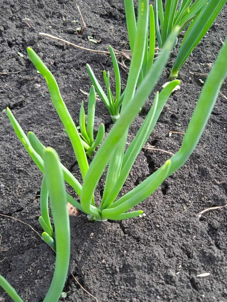 Апрельские выходные на даче: мои новые покупки - саженцы клубники Гигантелла Максим с размером ягод до 100 гр., колоновидные черешни