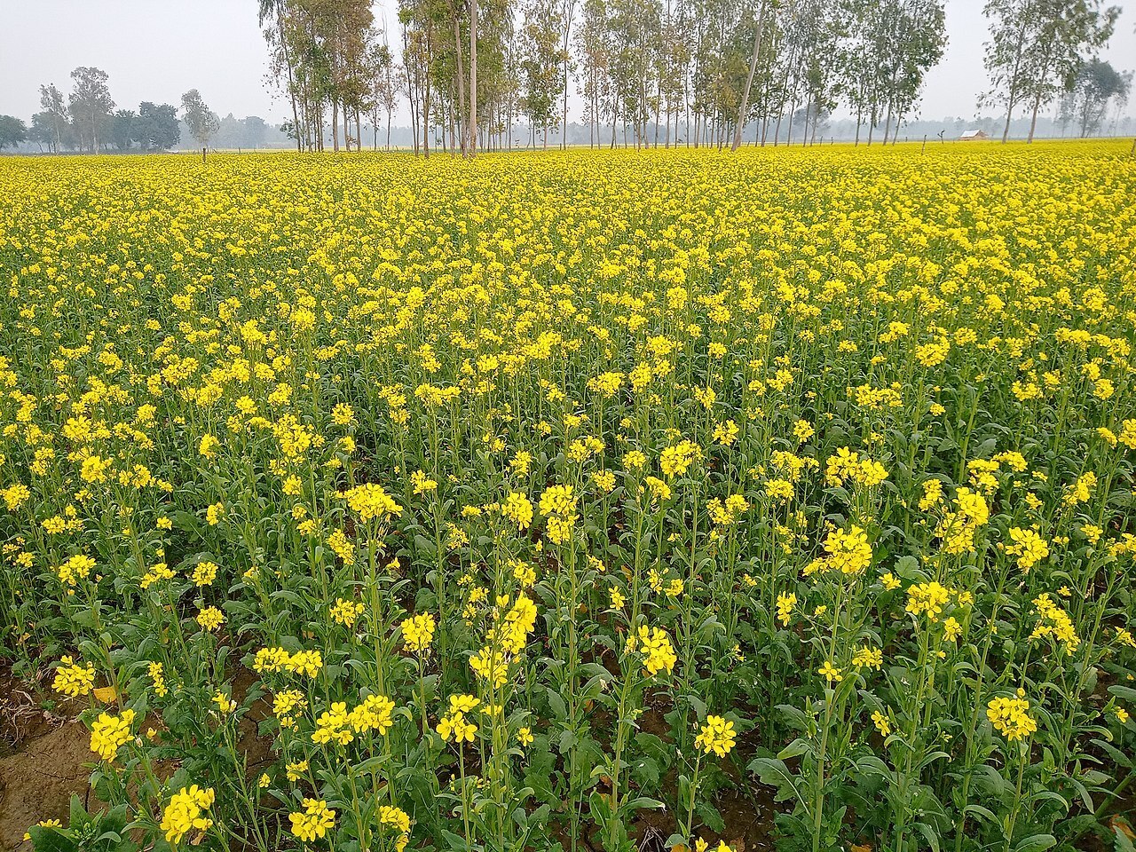 Посадил картофель. И взошли сидераты посеянные осенью прошлого года. Что теперь делать? Картофеля не видно.